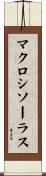 マクロシソーラス Scroll