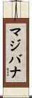 マジバナ Scroll