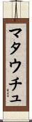 マタウチュ Scroll