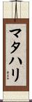 マタハリ Scroll