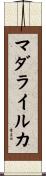 マダライルカ Scroll