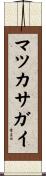 マツカサガイ Scroll