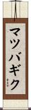 マツバギク Scroll