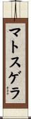 マトスゲラ Scroll