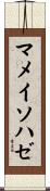 マメイソハゼ Scroll