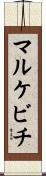 マルケビチ Scroll