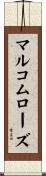 マルコムローズ Scroll