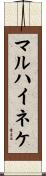 マルハイネケ Scroll