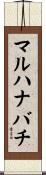 マルハナバチ Scroll