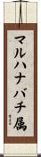マルハナバチ属 Scroll