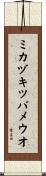 ミカヅキツバメウオ Scroll