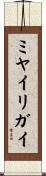 ミヤイリガイ Scroll