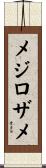 メジロザメ Scroll