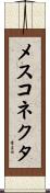 メスコネクタ Scroll