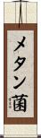 メタン菌 Scroll