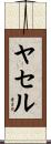 ヤセル Scroll