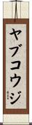 ヤブコウジ Scroll