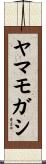 ヤマモガシ Scroll