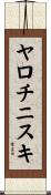 ヤロチニスキ Scroll