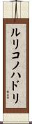 ルリコノハドリ Scroll