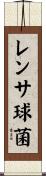 レンサ球菌 Scroll