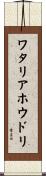 ワタリアホウドリ Scroll
