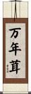 万年茸 Scroll