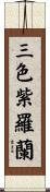三色紫羅蘭 Scroll