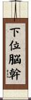 下位脳幹 Scroll