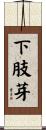 下肢芽 Scroll