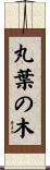 丸葉の木 Scroll