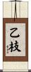 乙枝 Scroll