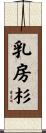 乳房杉 Scroll