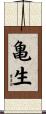 亀生 Scroll