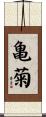 亀菊 Scroll