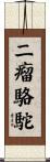 二瘤駱駝 Scroll