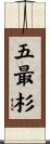 五最杉 Scroll
