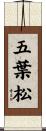 五葉松 Scroll