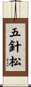 五針松 Scroll