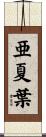 亜夏葉 Scroll