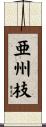 亜州枝 Scroll