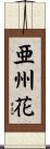 亜州花 Scroll
