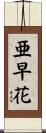 亜早花 Scroll