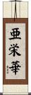 亜栄華 Scroll