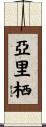 亞里栖 Scroll
