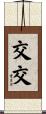 交交 Scroll