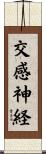 交感神経 Scroll