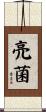 亮菌 Scroll