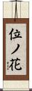 位ノ花 Scroll