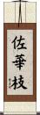 佐華枝 Scroll
